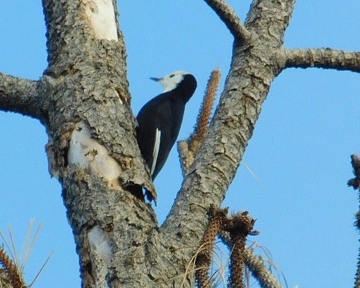 White-headed Woodpecker - ML187361471