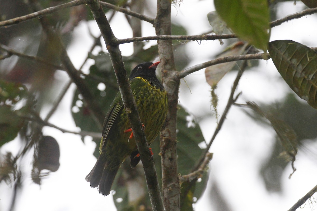 Green-and-black Fruiteater - ML187361661