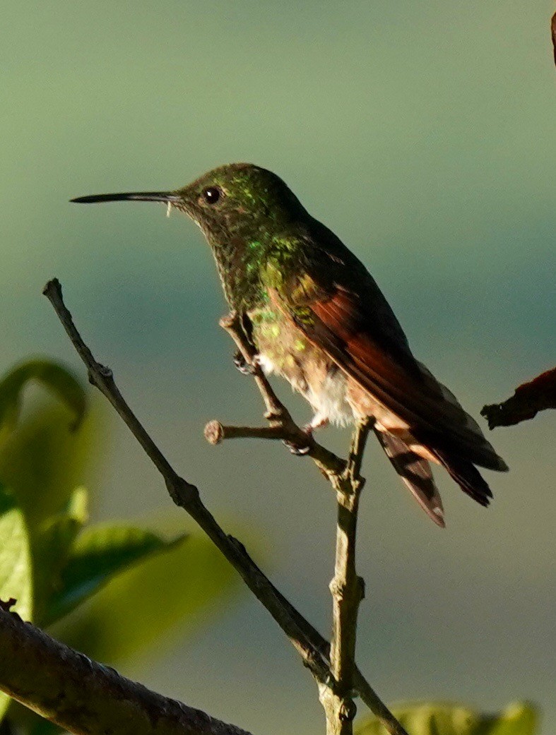 kolibřík mexický - ML187362481