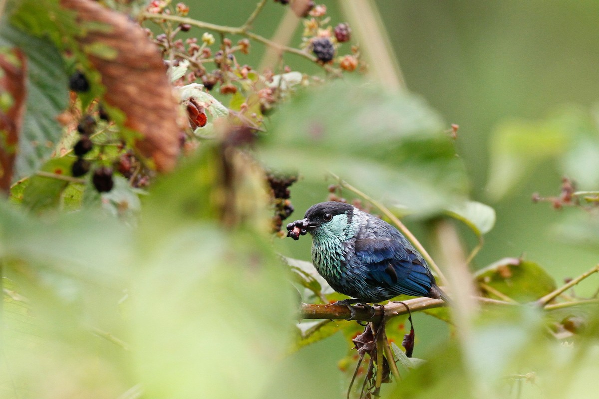 Black-capped Tanager - ML187363541