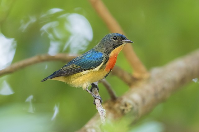 Fire-breasted Flowerpecker - eBird