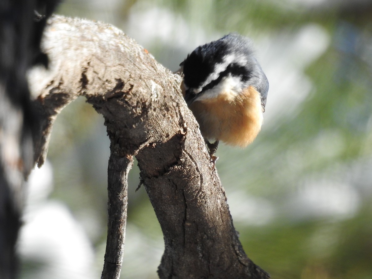 Red-breasted Nuthatch - ML187369151