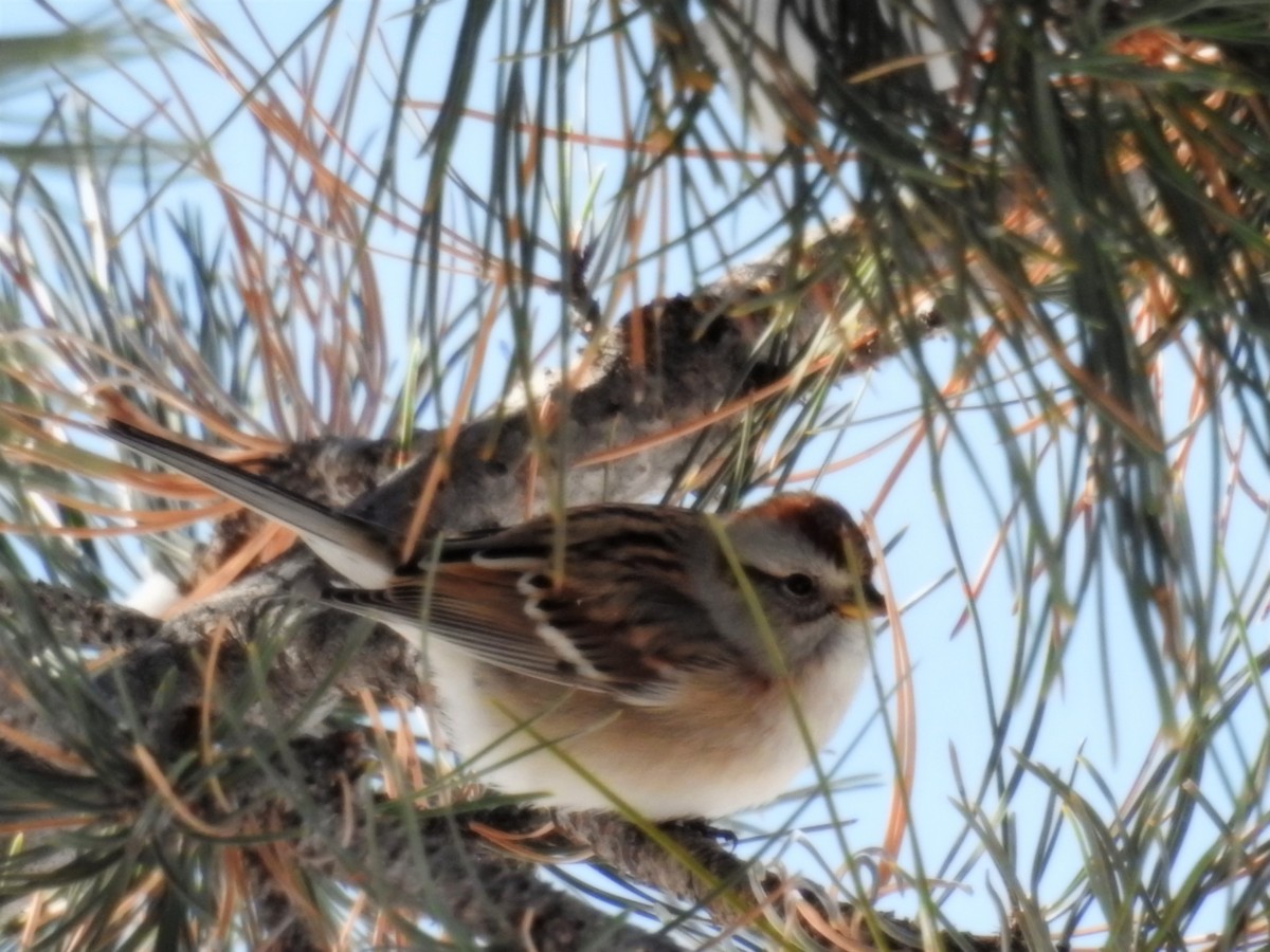 American Tree Sparrow - ML187369261