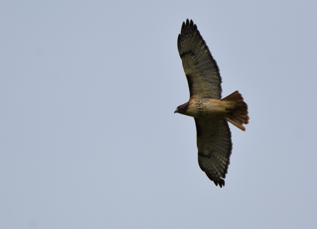 Red-tailed Hawk - ML187370411