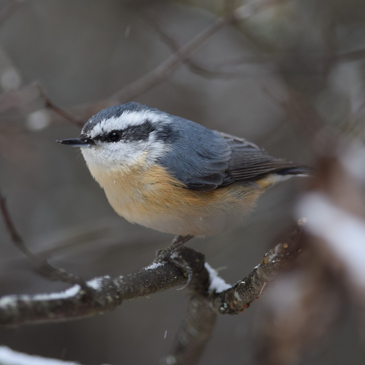 Red-breasted Nuthatch - Manuel Morales