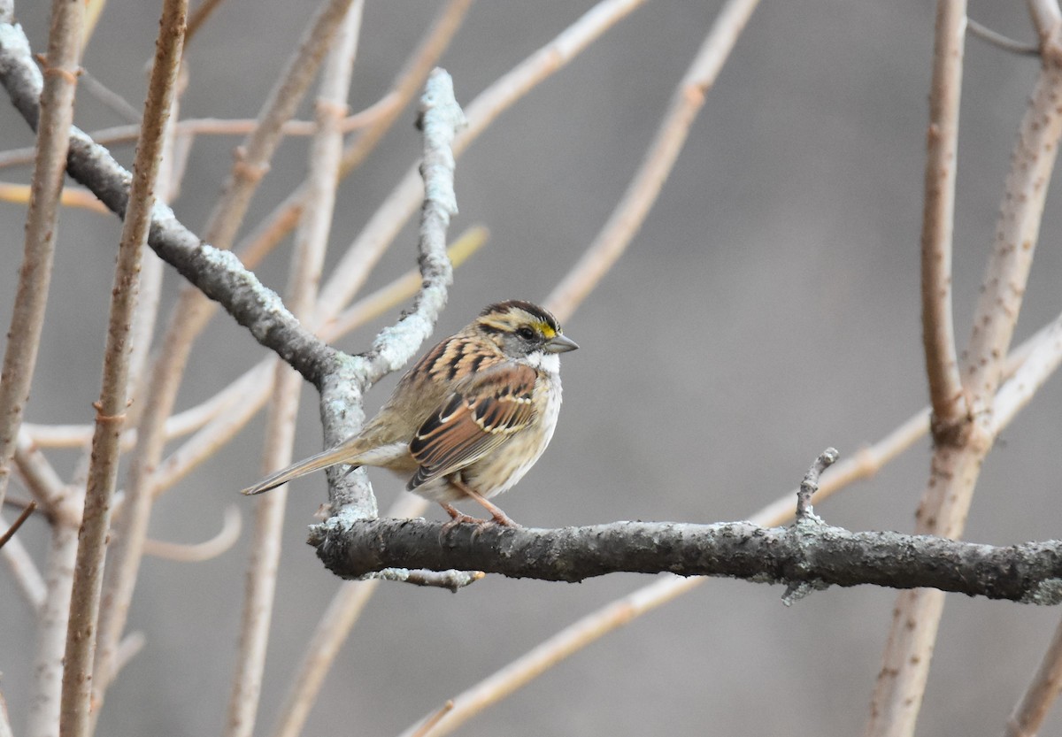 White-throated Sparrow - ML187370641