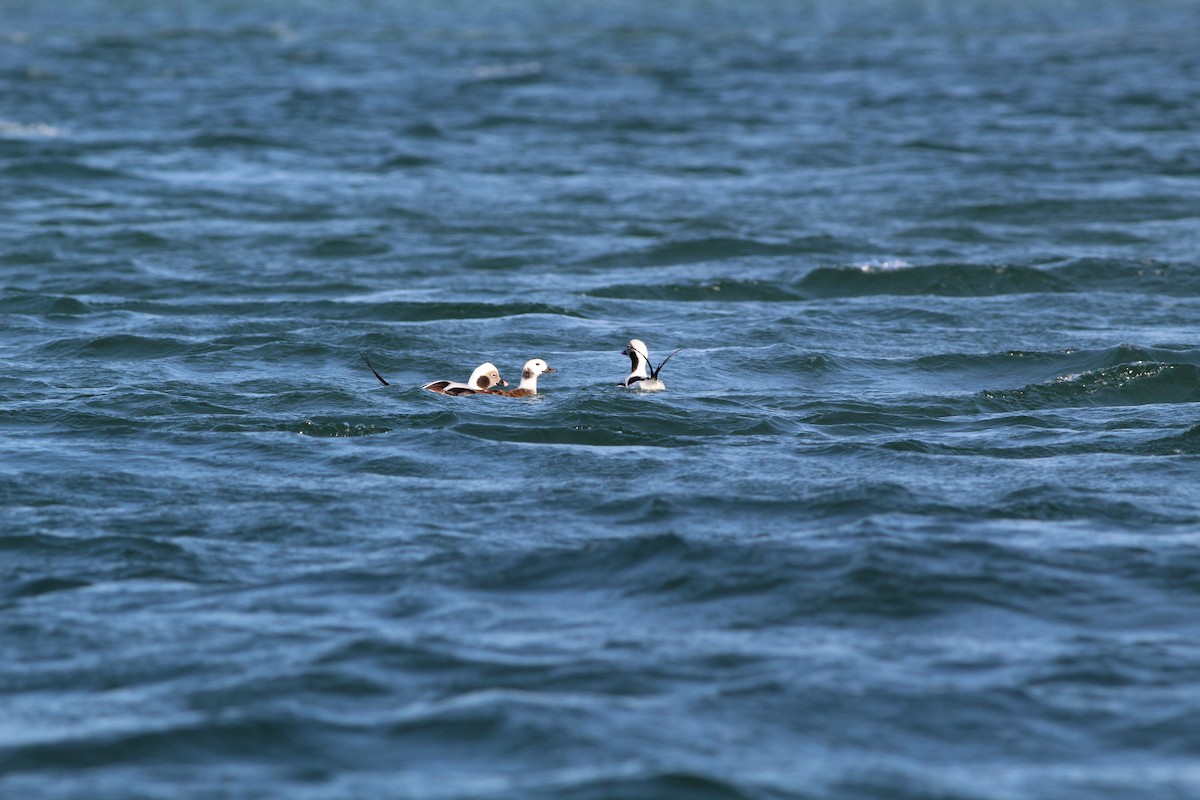 Long-tailed Duck - Lily Morello