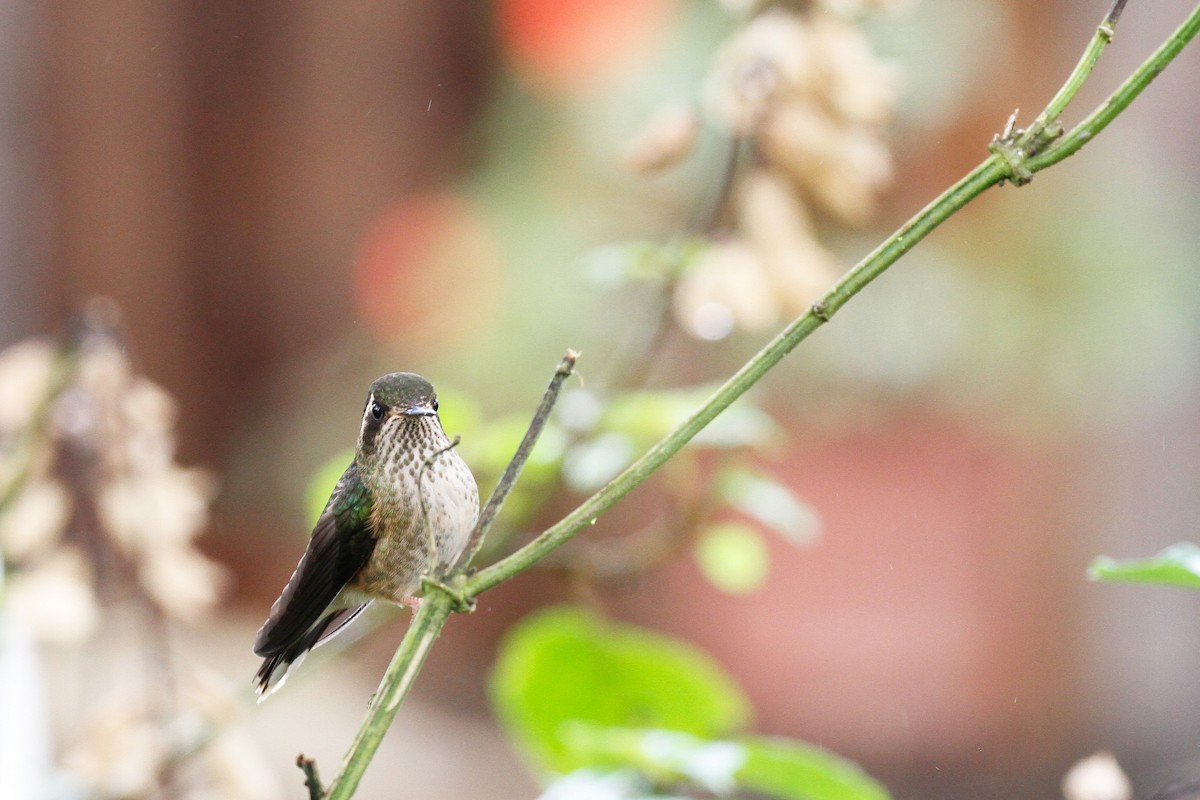 Speckled Hummingbird - ML187374391