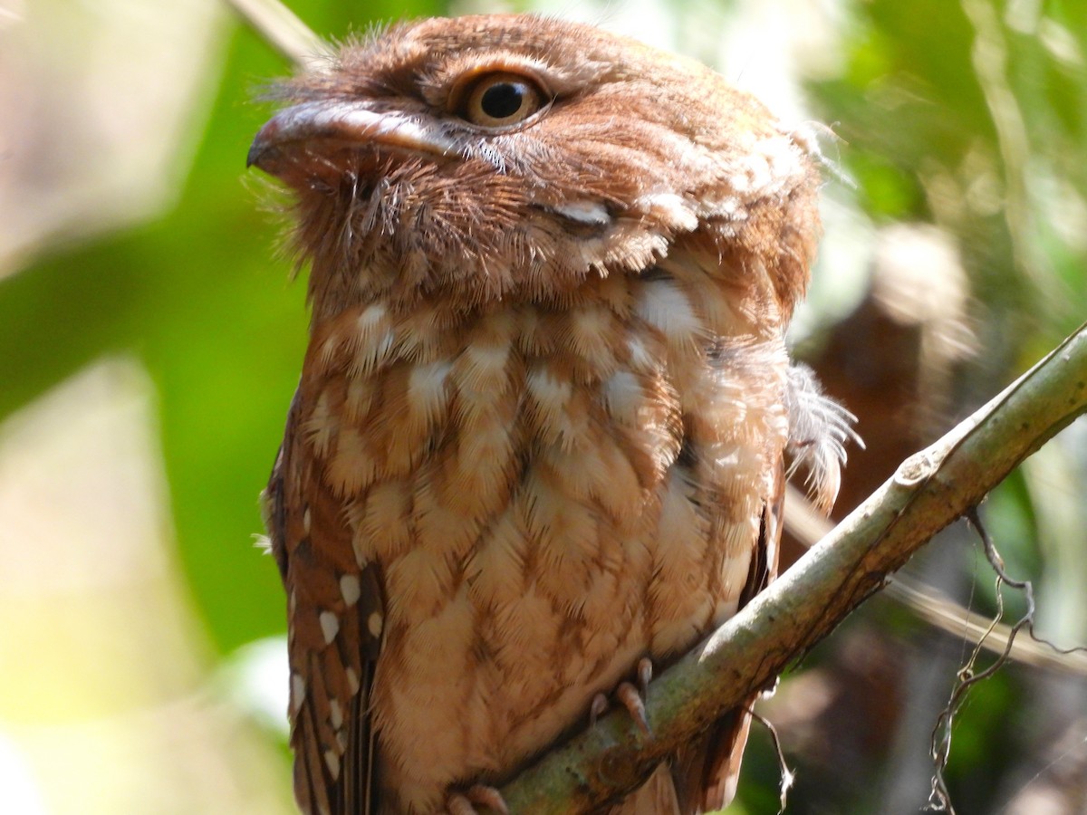 Gould's Frogmouth - Simon Reynolds