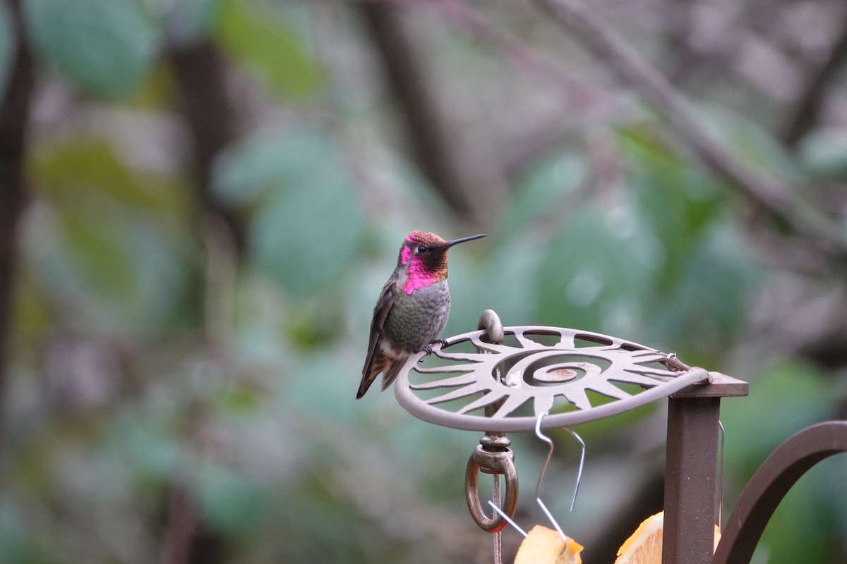 Anna's Hummingbird - ML187379071