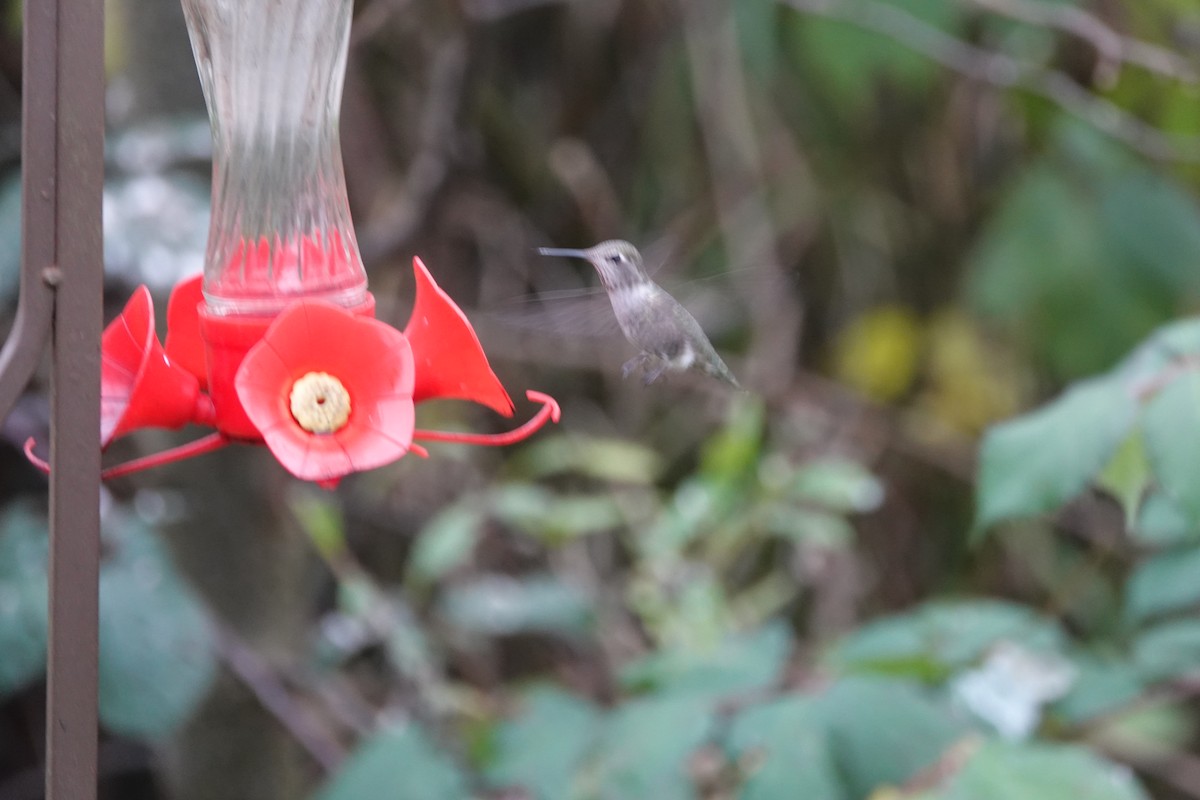 Anna's Hummingbird - ML187379081
