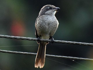 Молодая птица - Ian Hearn - ML187381111