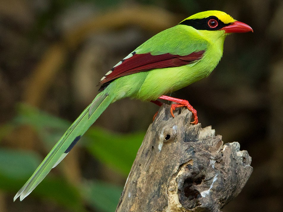 Common Green-Magpie - Ayuwat Jearwattanakanok
