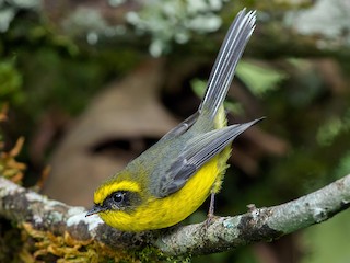  - Yellow-bellied Fairy-Fantail