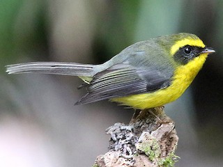  - Yellow-bellied Fairy-Fantail