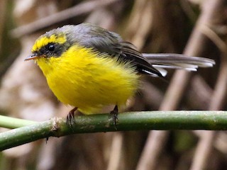 - Yellow-bellied Fairy-Fantail