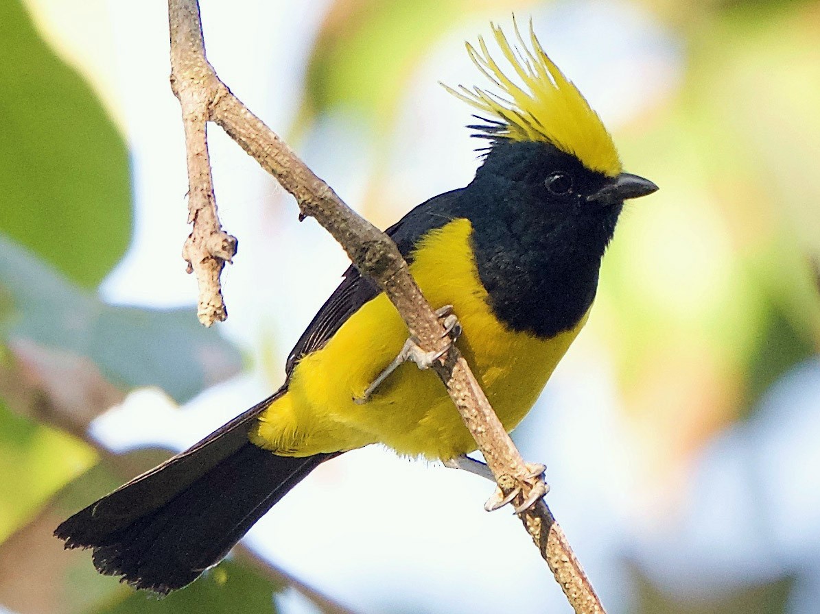 Sultan Tit - eBird