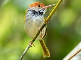 雄鳥 - Ayuwat Jearwattanakanok - ML187381541