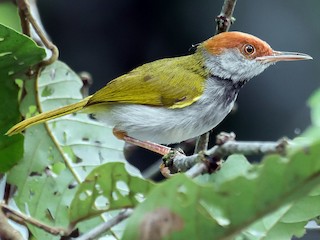 雄鳥 - Natthaphat Chotjuckdikul - ML187381551