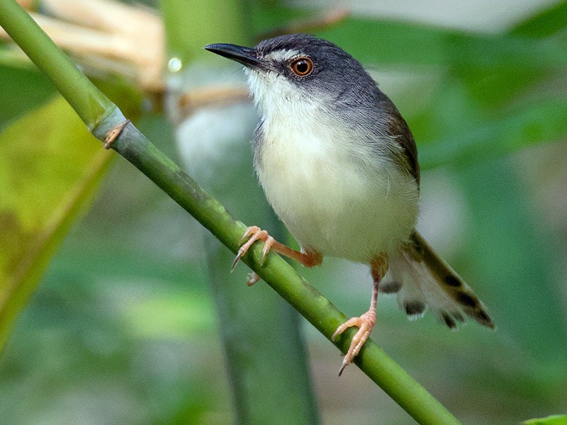 Rufescent Prinia - eBird