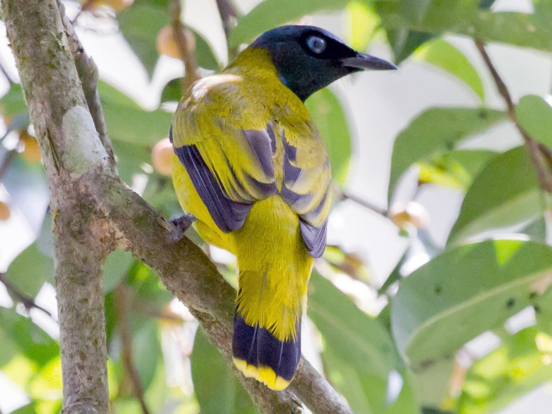 Black-headed Bulbul - Jon Lowes