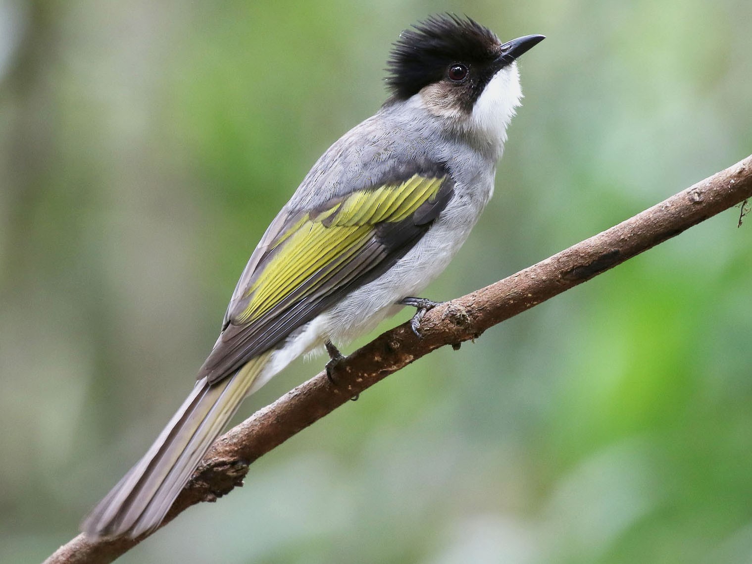 Ashy Bulbul - eBird