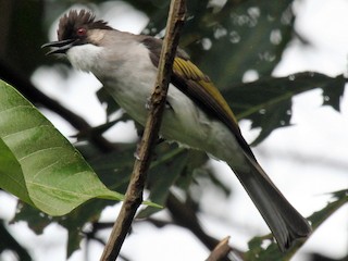  - Ashy Bulbul (Ashy)