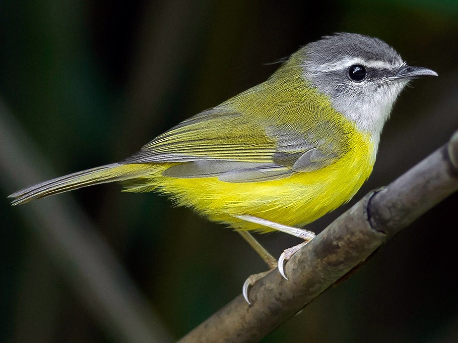 Yellow-bellied Warbler - Natthaphat Chotjuckdikul