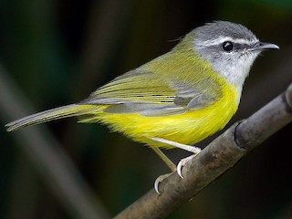 Yellow-bellied Warbler - eBird