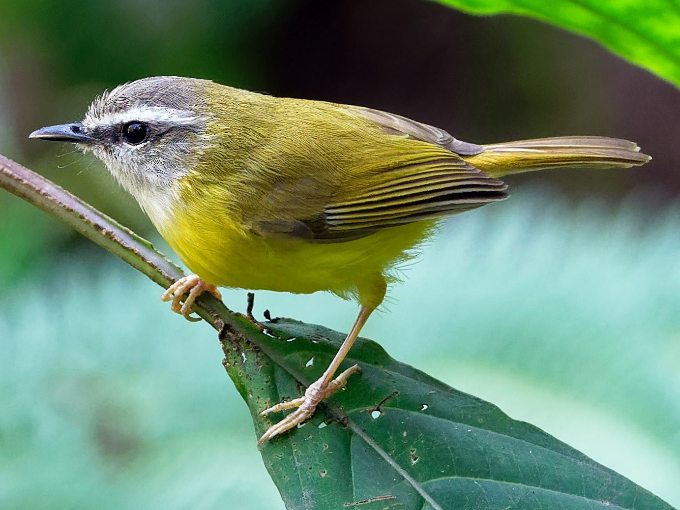 yellow bellied warbler