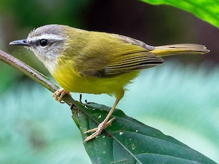 みどりむし 緑翠の守護神 ムシバトロンACE ギラファノコギリクワガタ/ヘラクレス