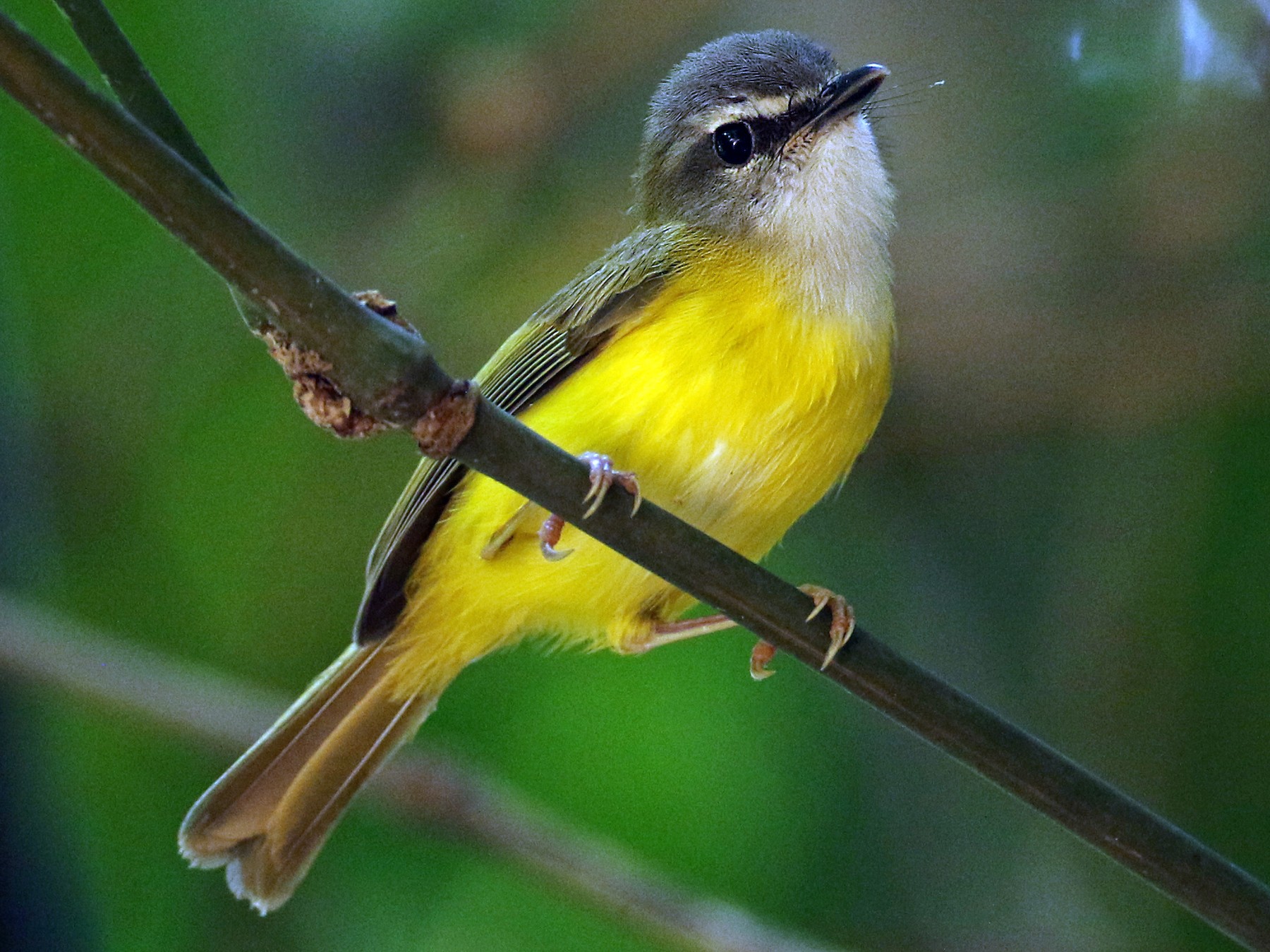 Yellow Bellied Warbler