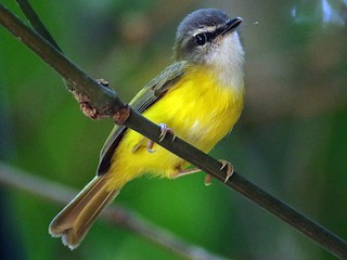 みどりむし 5/22地元で初見の昆虫や、今年生まれたばかりの虫たち | ふじさわ自然通信