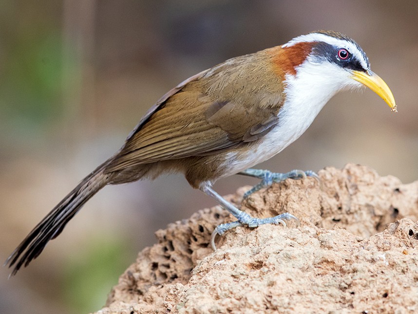 White-browed Scimitar-Babbler - Laurie Ross | Tracks Birding & Photography Tours
