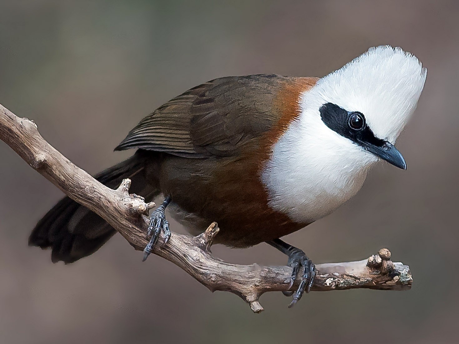 White-crested Laughingthrush - Hemant Kirola