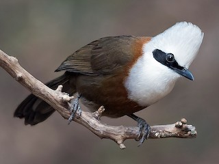 ハクオウチョウ - eBird