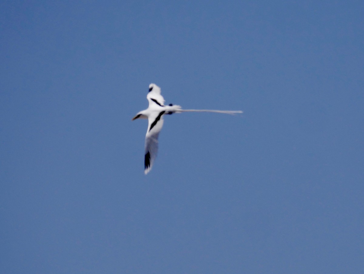 White-tailed Tropicbird - ML187392291