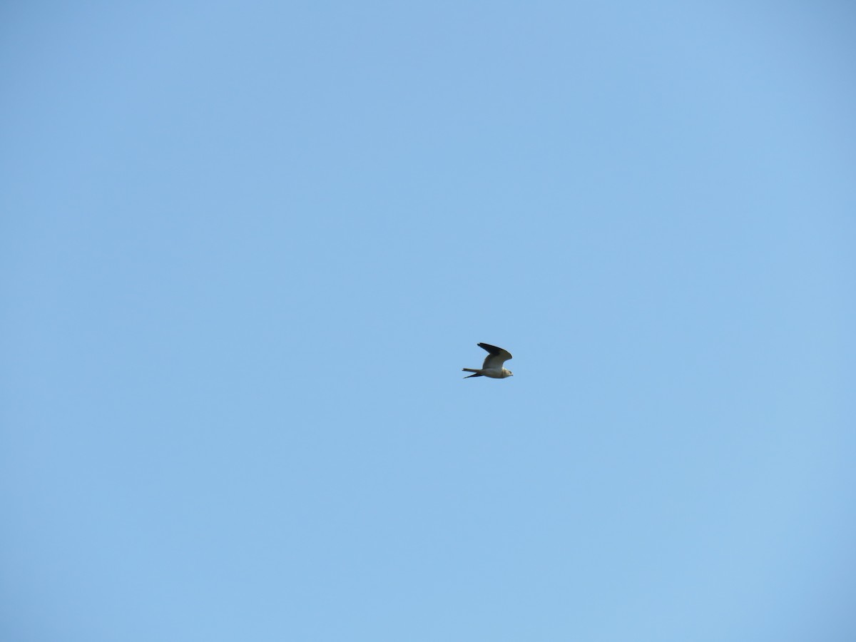 Black-winged Kite - ML187397401