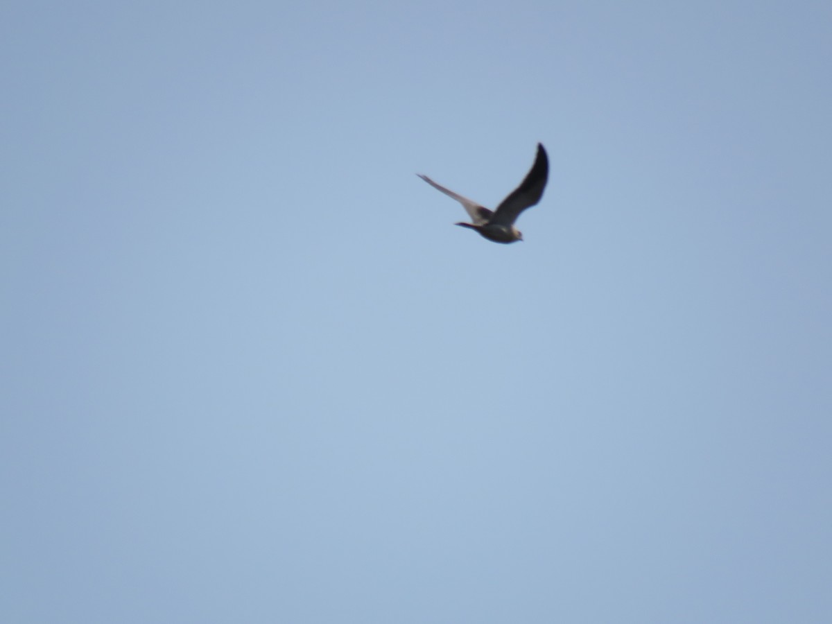 Black-winged Kite - ML187397411