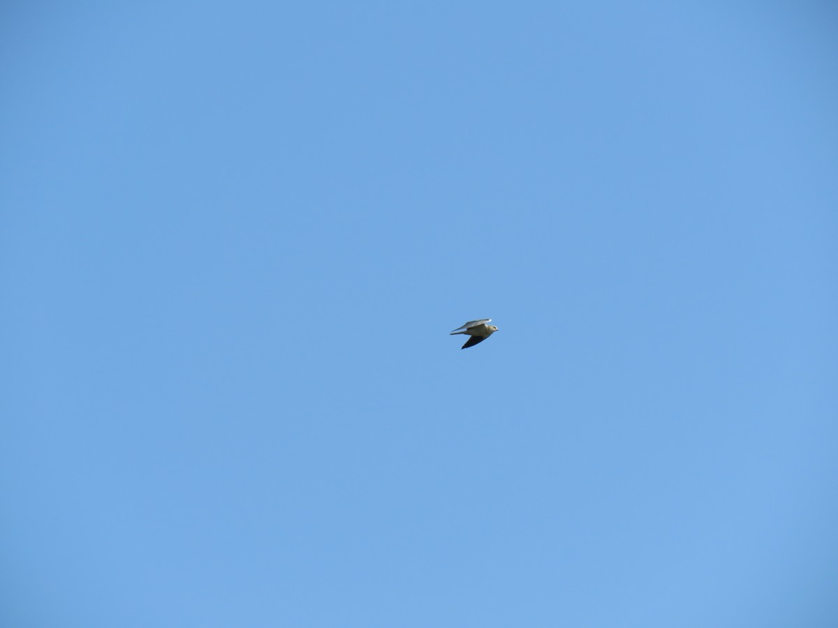 Black-winged Kite - ML187397421