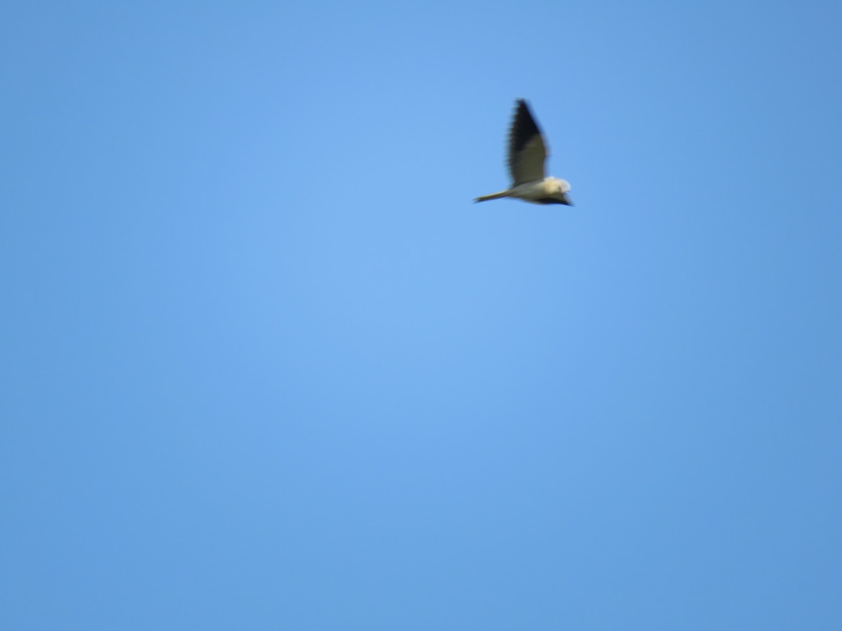 Black-winged Kite - ML187397431