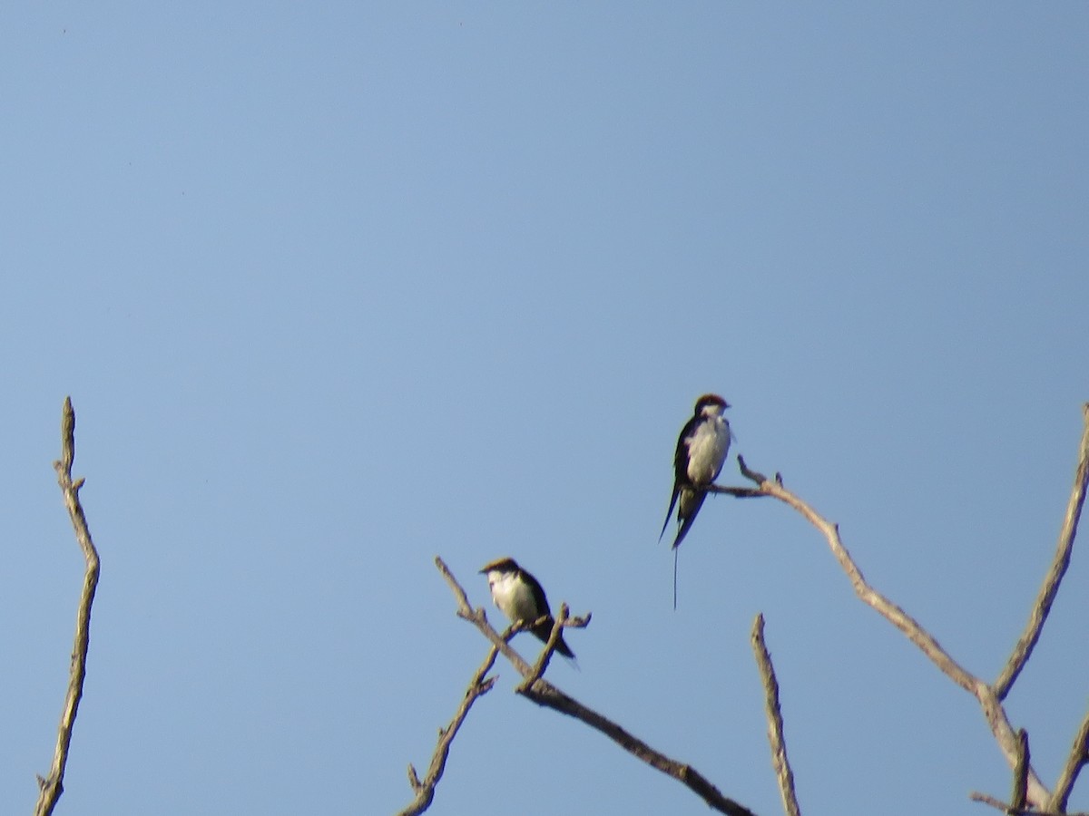 Wire-tailed Swallow - ML187398651