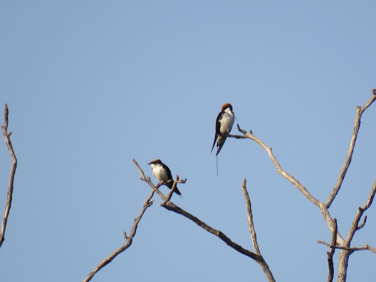 Wire-tailed Swallow - ML187398661
