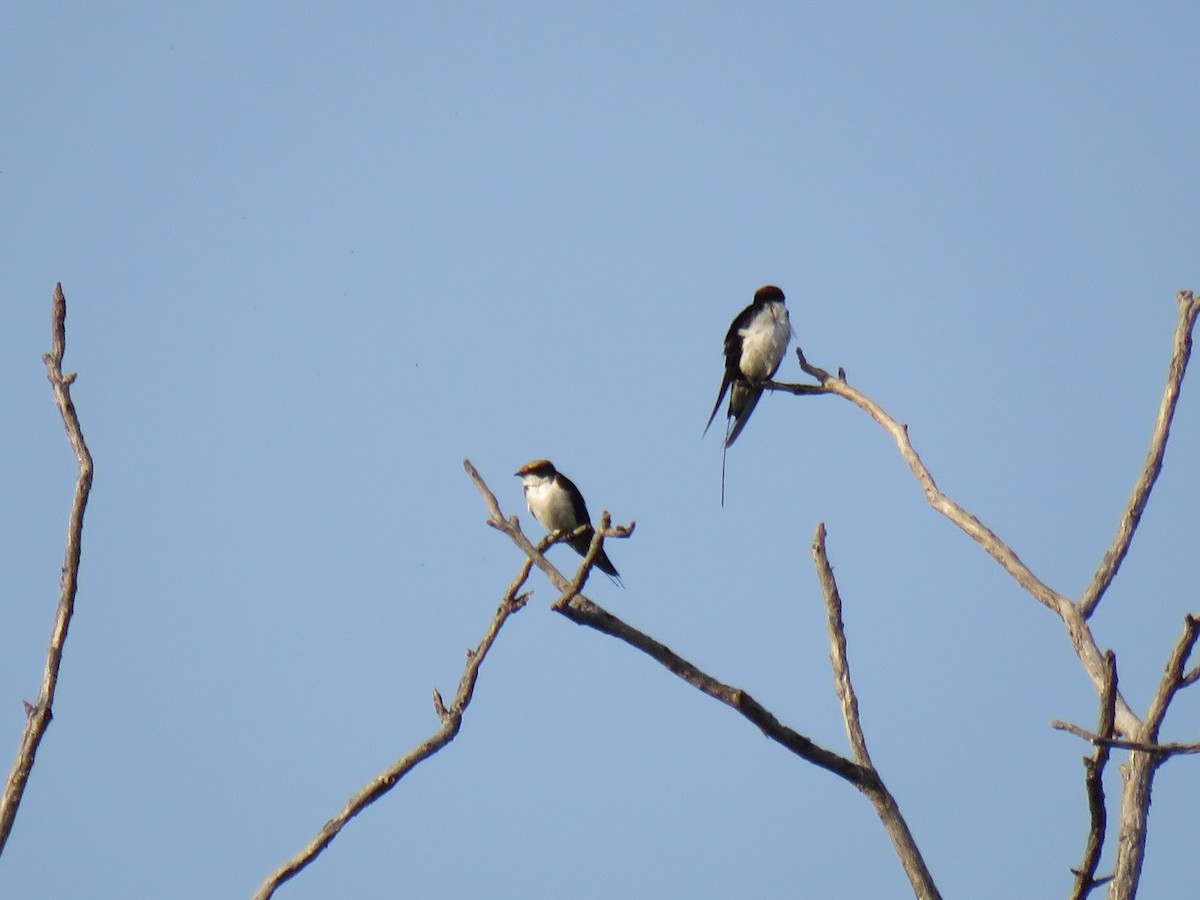 Wire-tailed Swallow - ML187398671