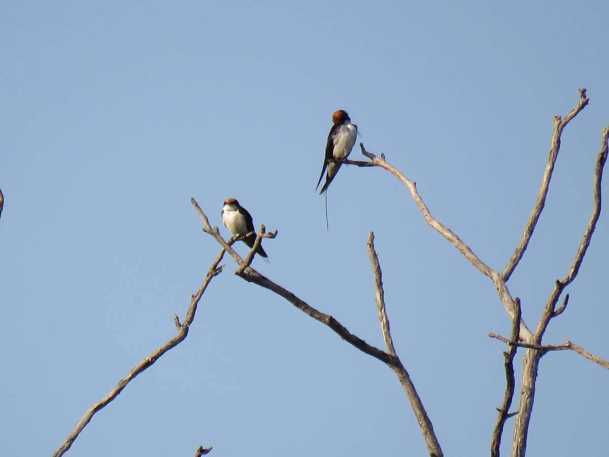 Wire-tailed Swallow - ML187398681