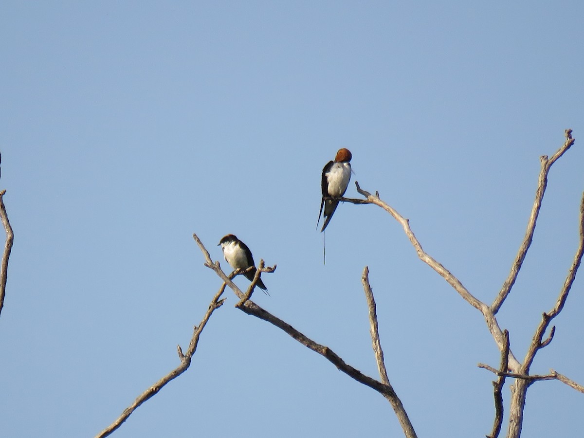 Wire-tailed Swallow - ML187398691