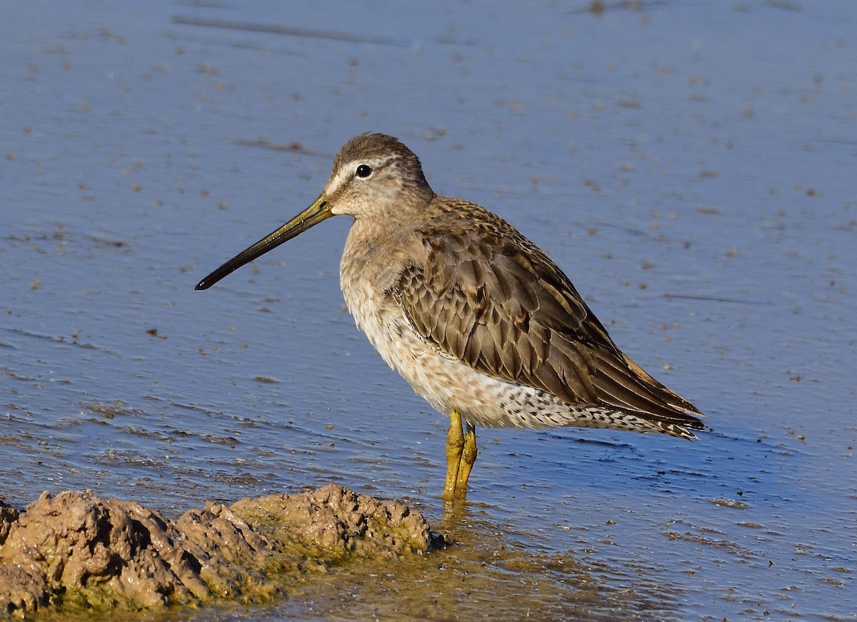 Long-billed Dowitcher - ML187401161