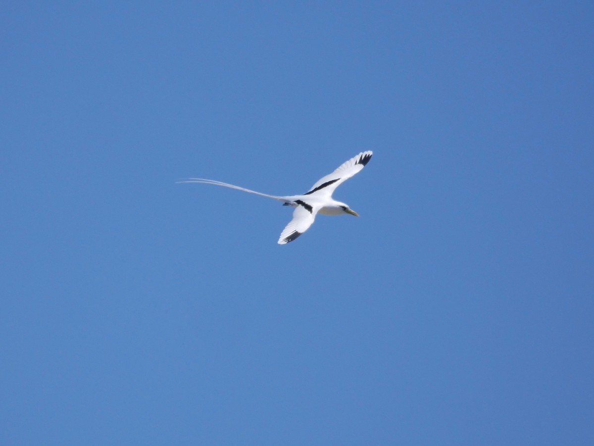 White-tailed Tropicbird - ML187402111