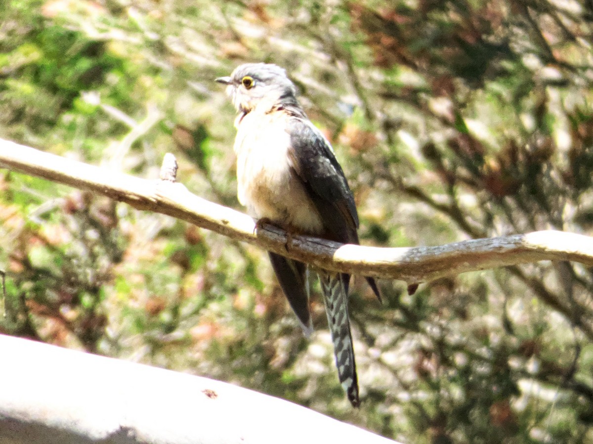 Fan-tailed Cuckoo - Alfons  Lawen