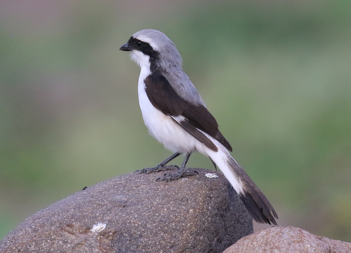Gray-backed Fiscal - ML187403451